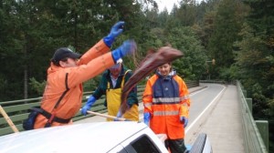 Flinging Fish