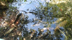 Flinging Fish