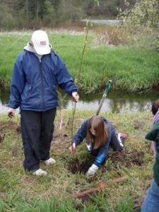 Mid Sound Fisheries - Planting Project Mid Sound Fisheries - Planting Project