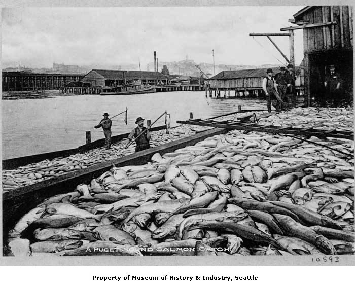 Mid Sound Fisheries Enhancement Group » A Brief History of Salmon Fishing in the Pacific Northwest
