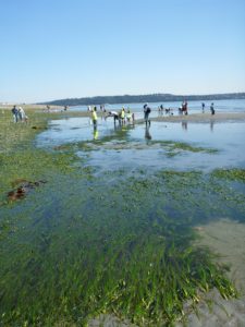 eelgrass-bed