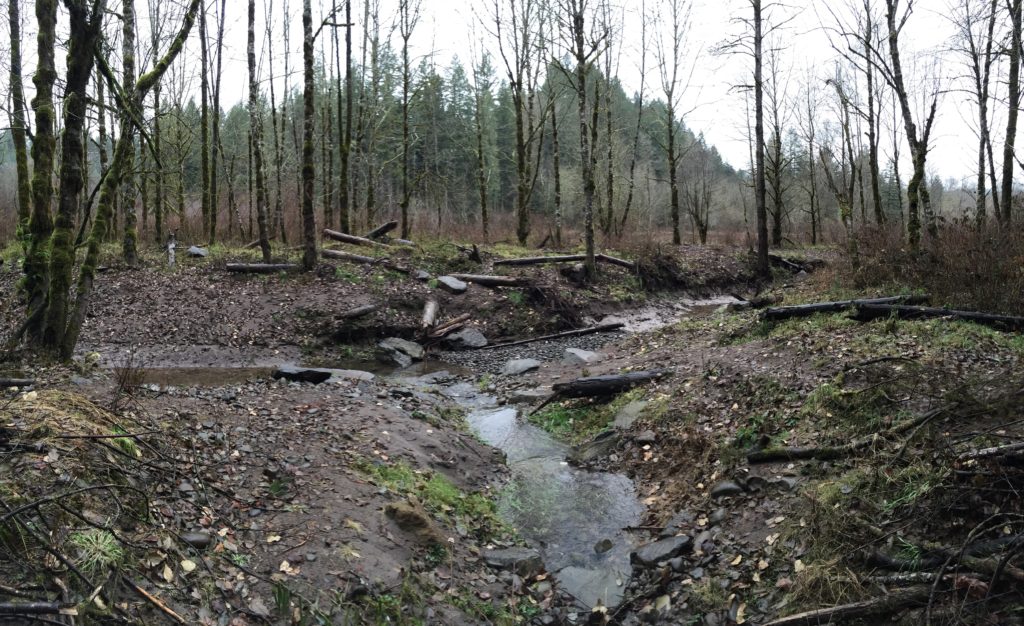 habitat-restoration-on-sandy-river