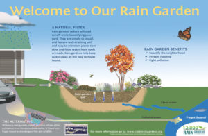 rain-garden-graphic