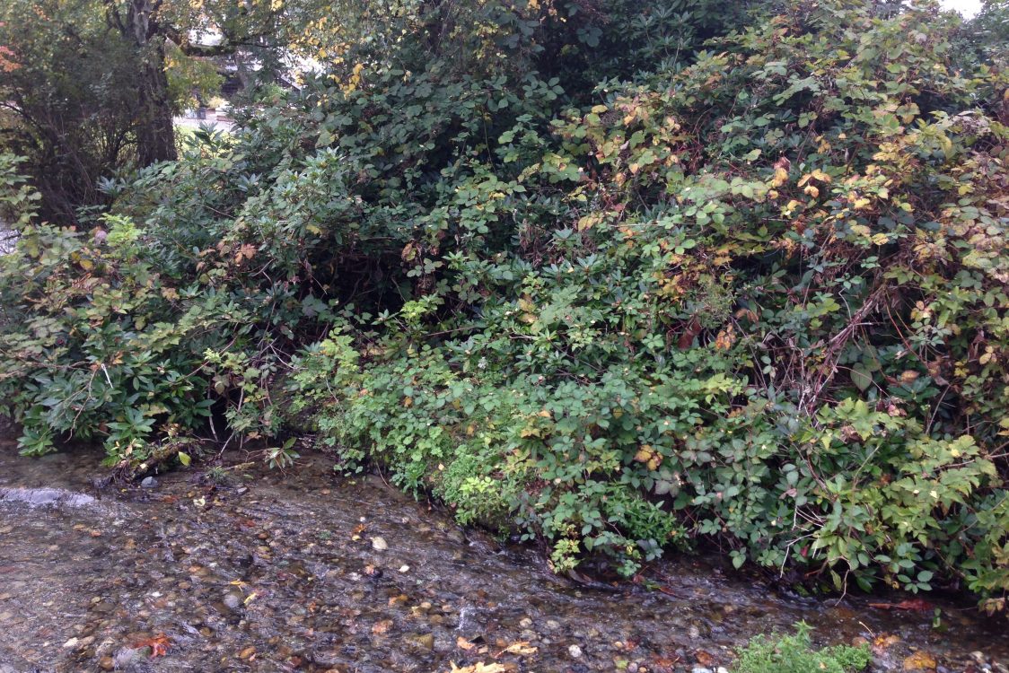 INVASIVE SPECIES BEFORE POST INVASIVE SPECIES BEFORE POST