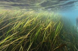 Eel Grass by Pix/Alamy