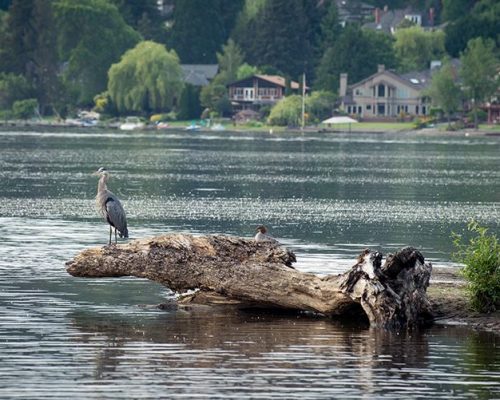 lake sammamish