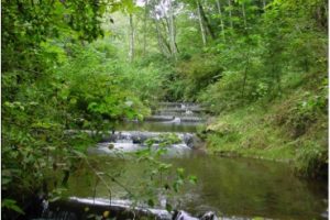 This photo – taken years after the project was completed—shows the log weirs downstream of the culvert functioning exactly as intended.